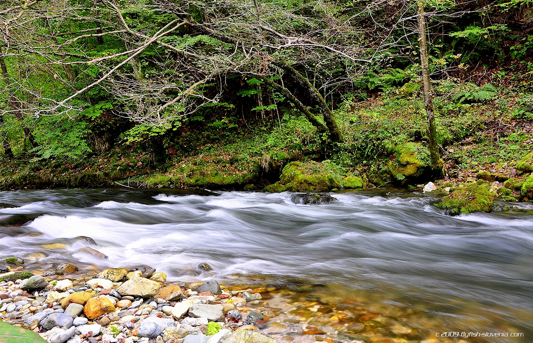 Rapids of the Idrijca river