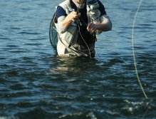 Mišo casting micronymphs