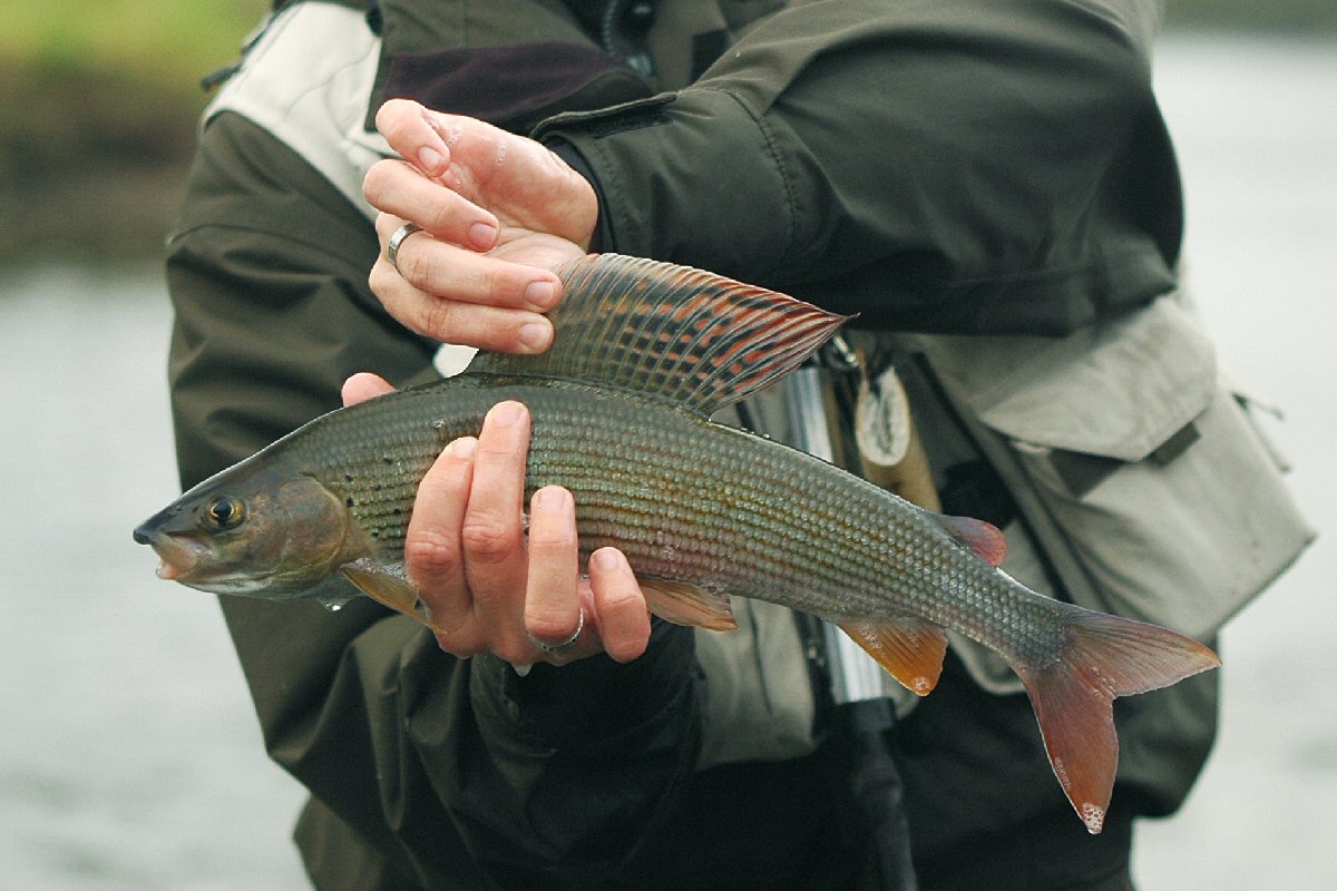 Alex's grayling