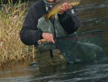 Peter's brown trout