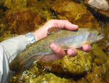 A wild fish, getting ready to be returned to the stream