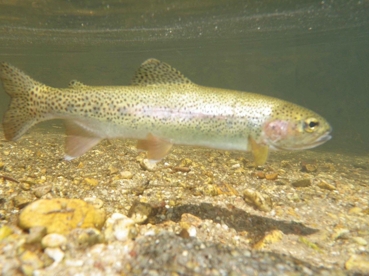 A wild rainbow in its natural environment