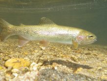 A wild rainbow in its natural environment