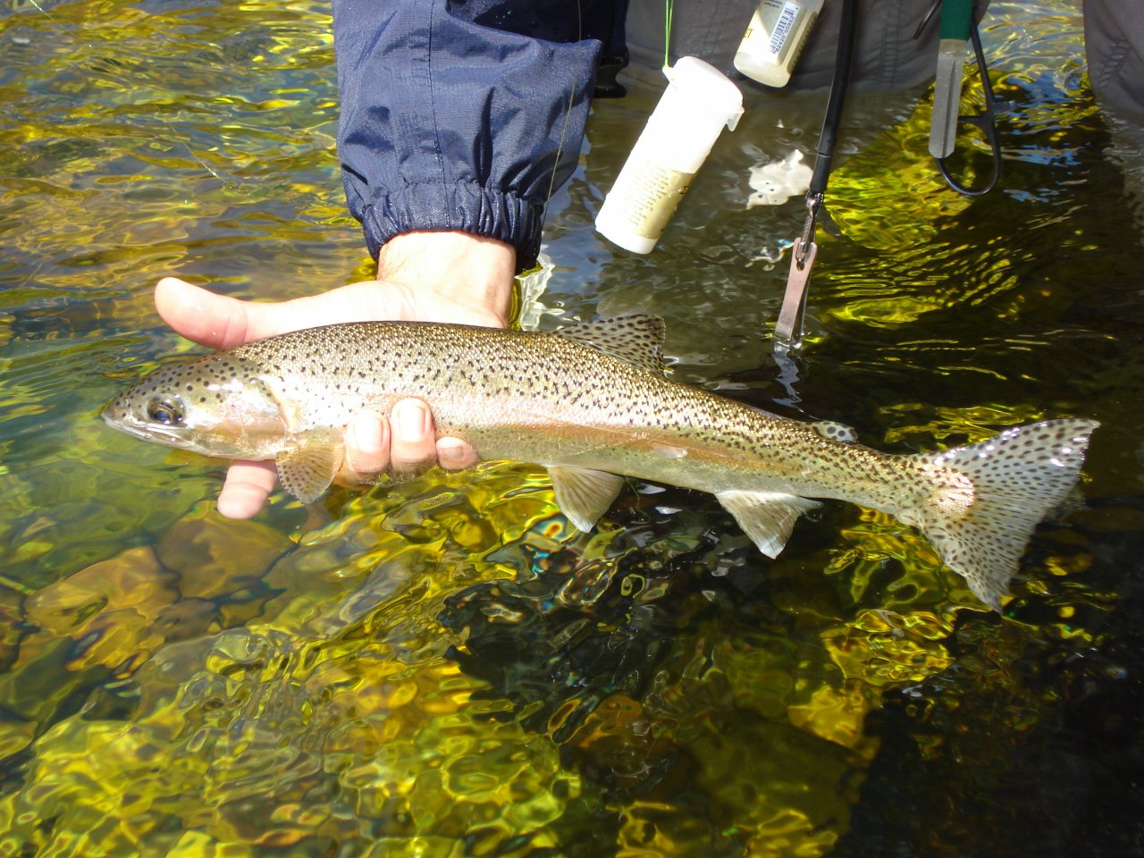 Getting ready to go to its watery home and freedom