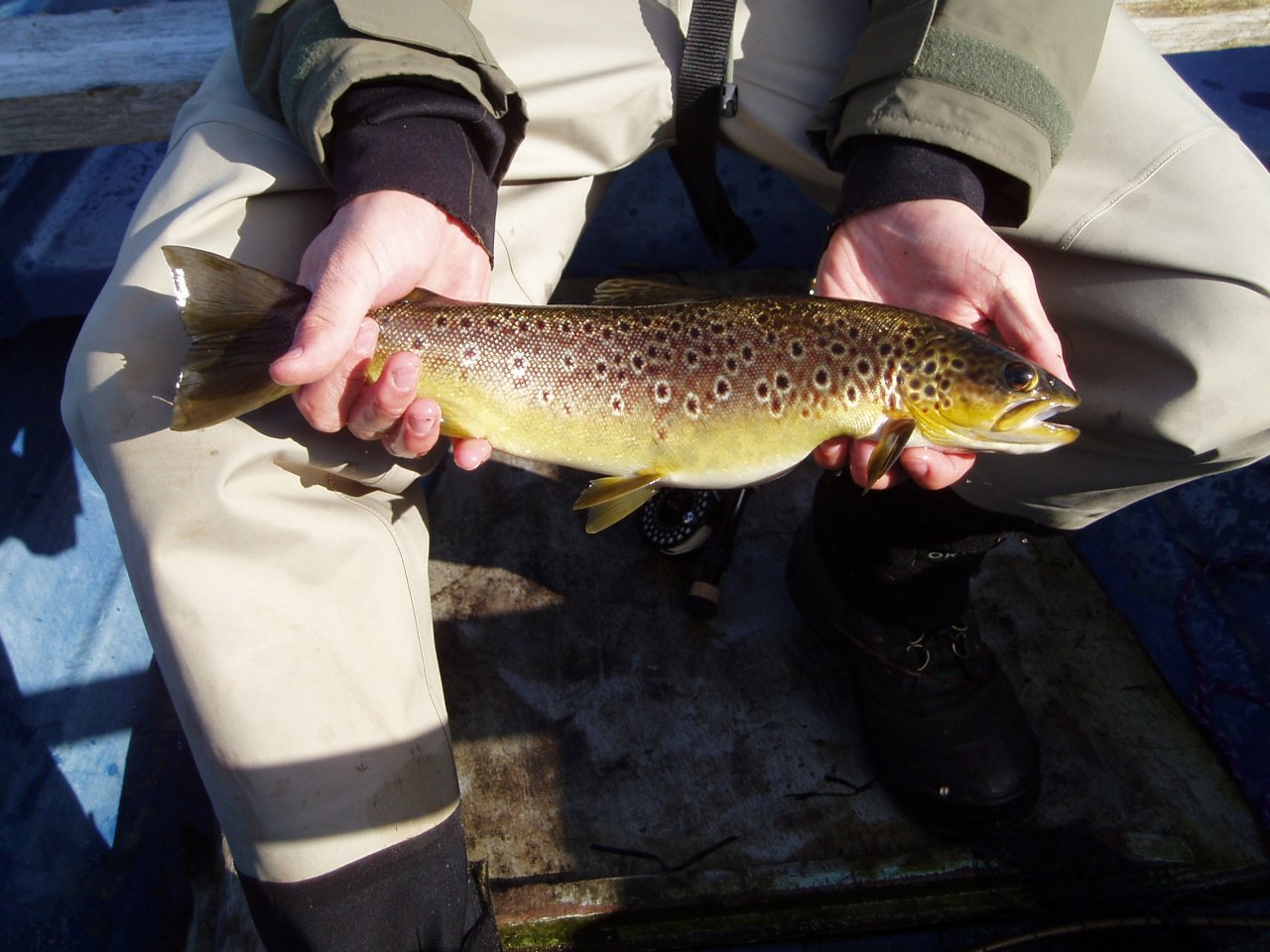 A 2lb golden slob about to be released