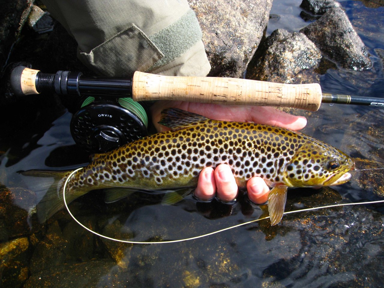 Wild brown trout a hard...