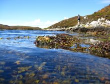 Bladder rack abounds along