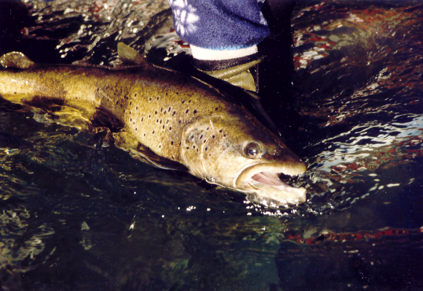 Big fish like this often hunt for other fish- try a streamer 
