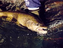 Big fish like this often hunt for other fish- try a streamer