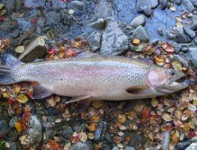 4.5lb cock fish beached on the leaves