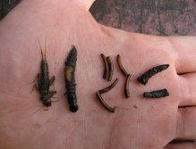 Staple backcountry trout diet (caddis and stonefly)
