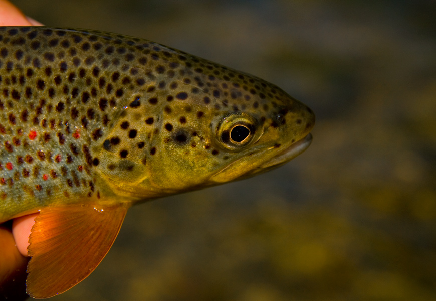 San river trout