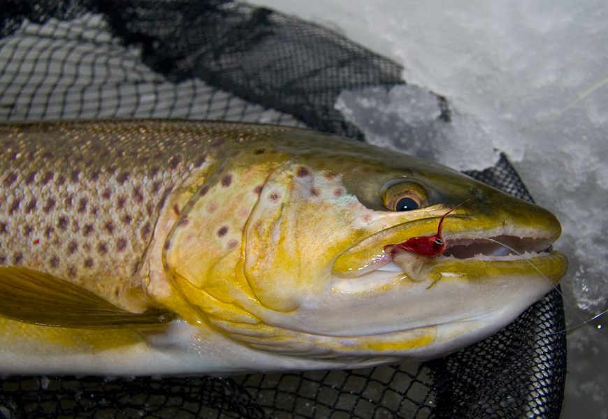 Winter trout
