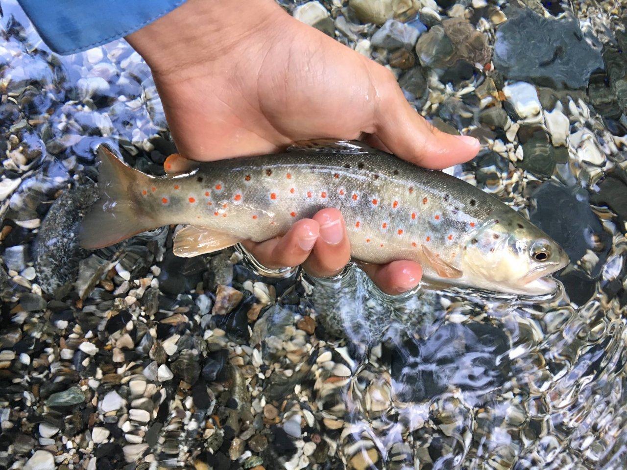 Mu�ka�en� v oblasti Trentino