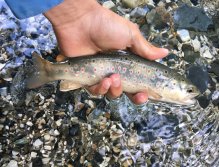Muškaření v oblasti Trentino