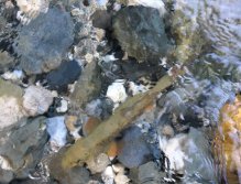 Muškaření v oblasti Trentino