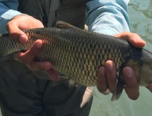 Muškaření v oblasti Trentino