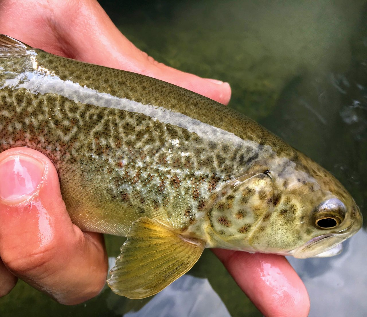 Mu�ka�en� v oblasti Trentino