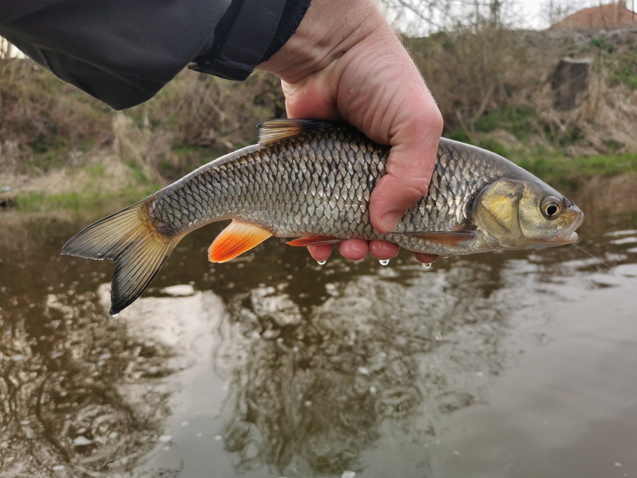 Mu�ka�en� na Radbuze v Chot�ov�