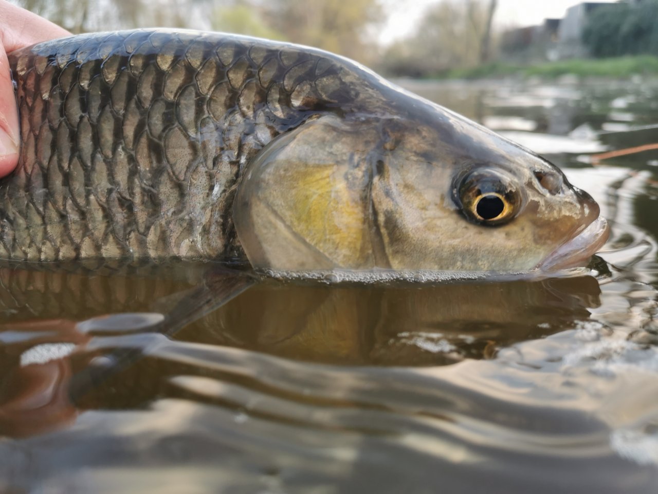 Mu�ka�en� na Radbuze v Chot�ov�