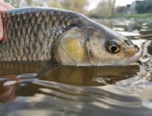 Muškaření na Radbuze v Chotěšově