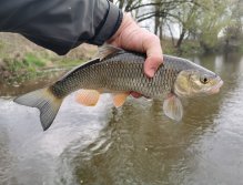 Muškaření na Radbuze v Chotěšově