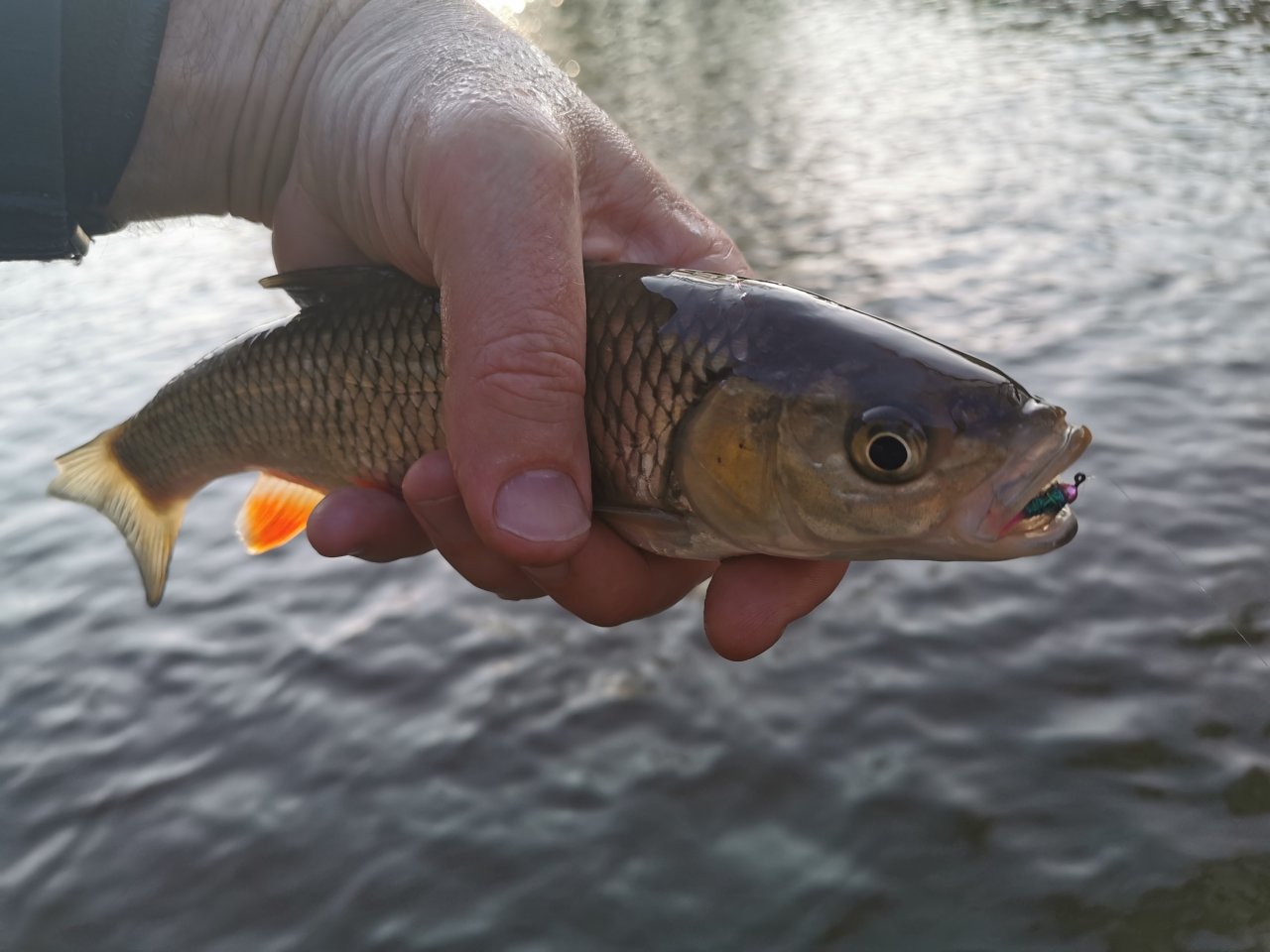 Mu�ka�en� na Radbuze v Chot�ov�