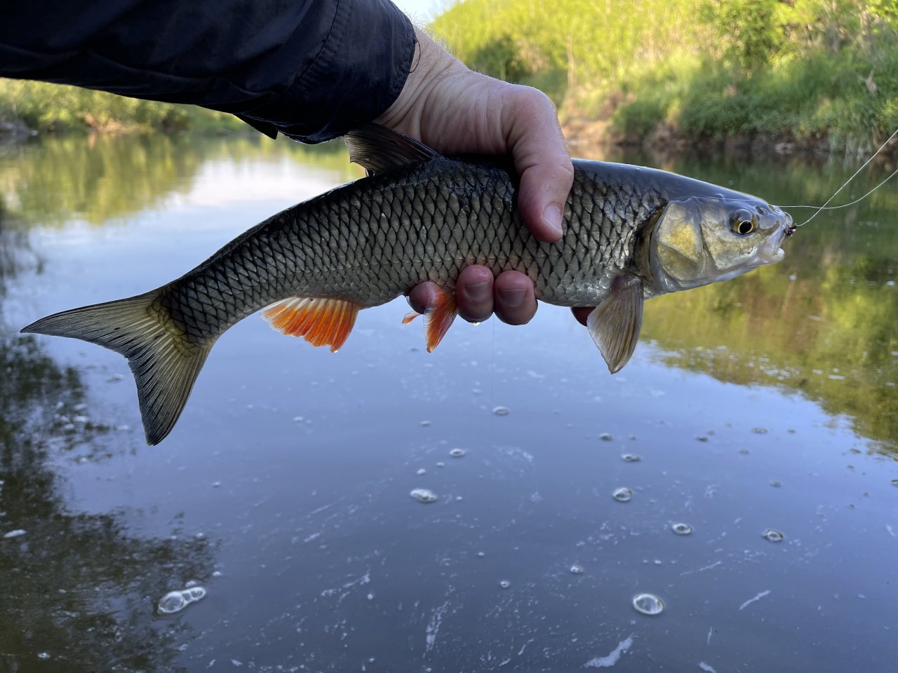 Lit�vka u Ml�nsk�ho potoka