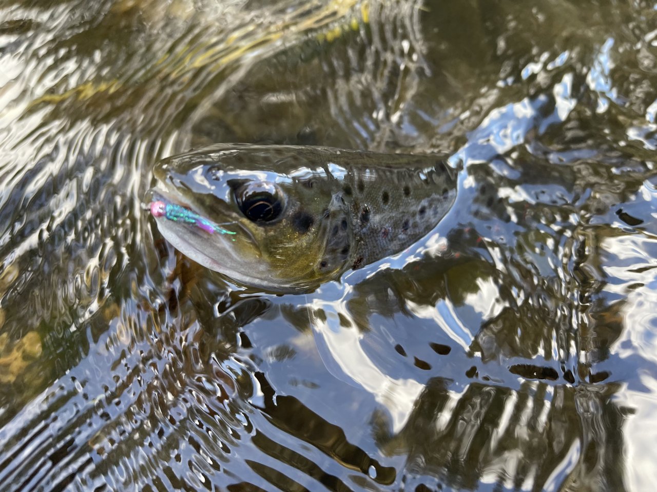 Poto��k z �hlavy