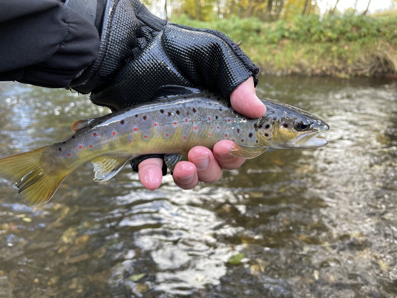 Poto��k z �hlavy