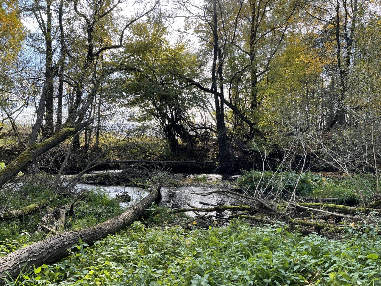 �hlava v Janovic�ch nad �hlavou