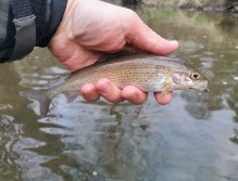 Rybářský revír 423 015 - Hejlovka 1 P