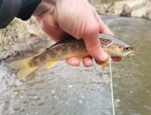 Rybářský revír 423 015 - Hejlovka 1 P