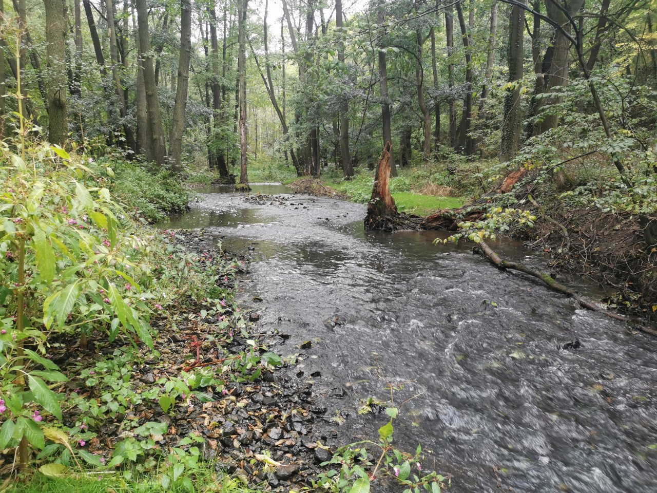 Ka��k nad Hostim�