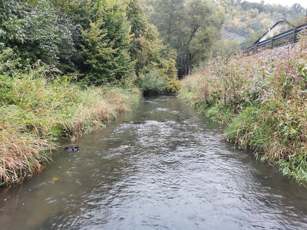 Ka��k nad Hostim�