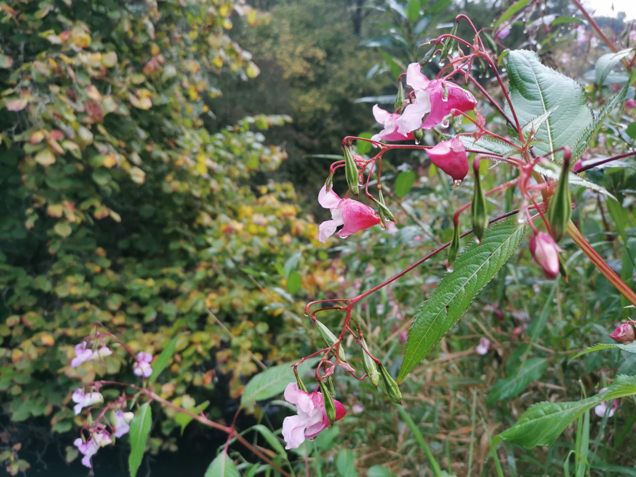 Ka��k nad Hostim�