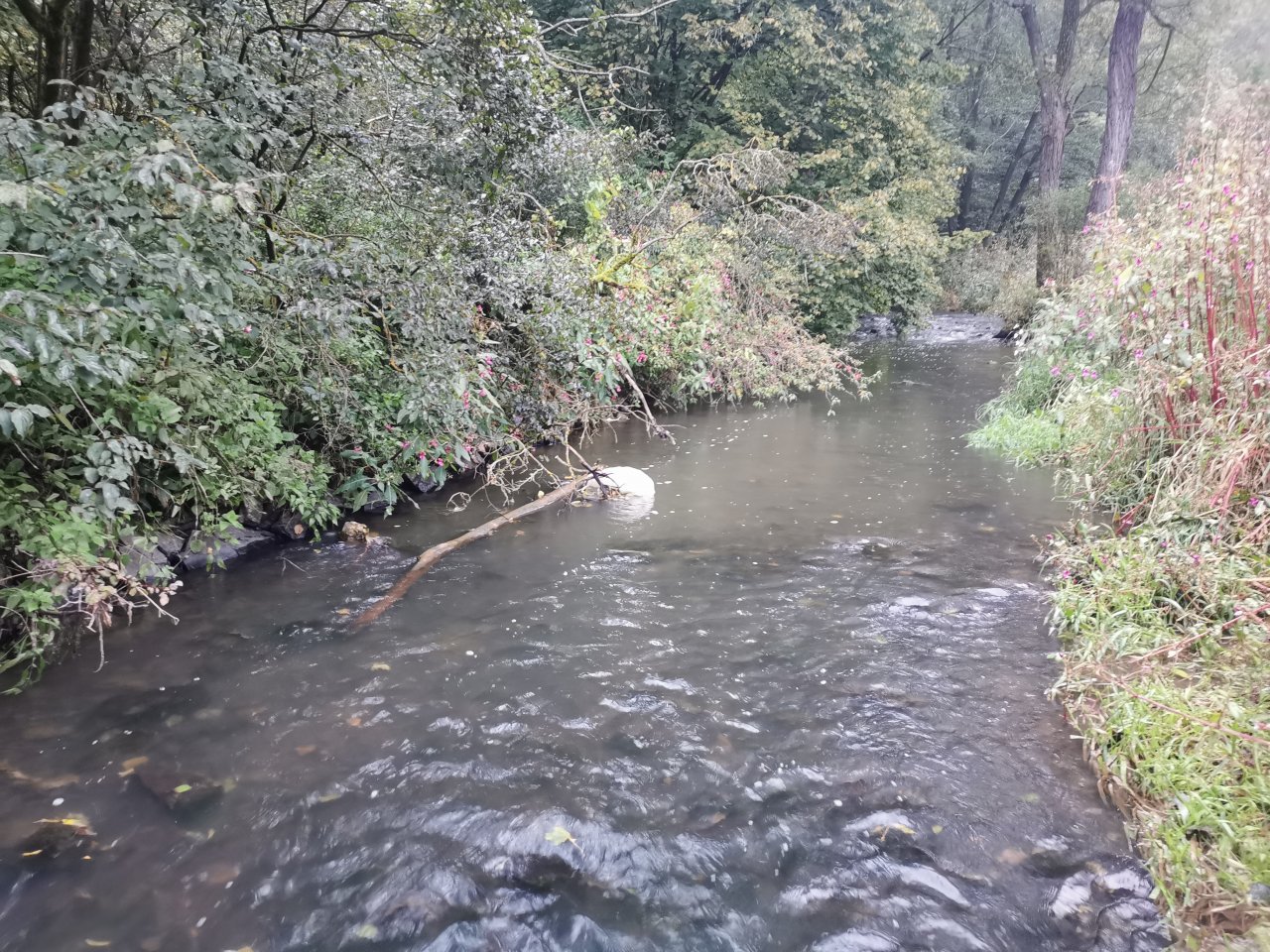 Ka��k nad Hostim�