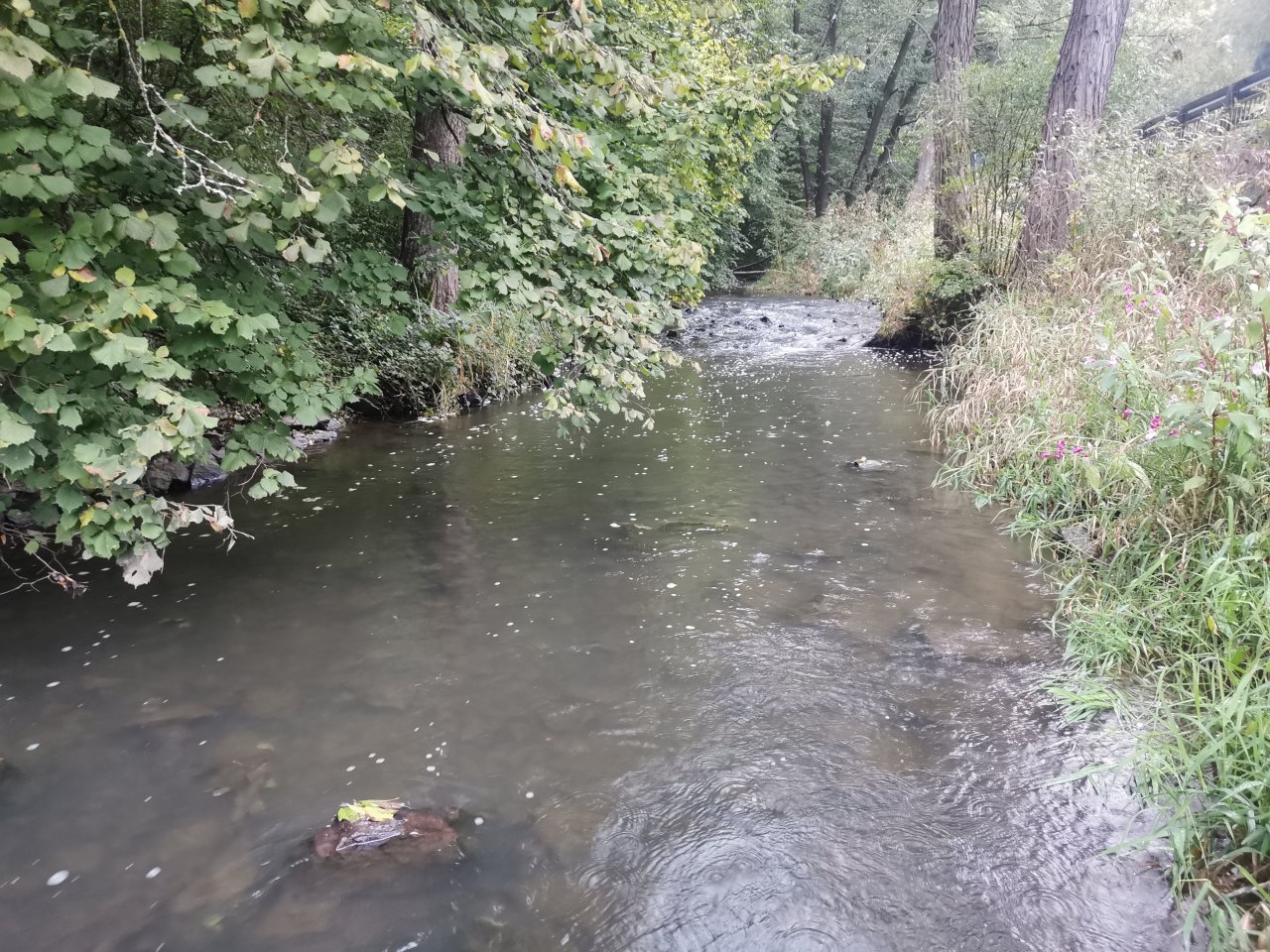 Ka��k nad Hostim�