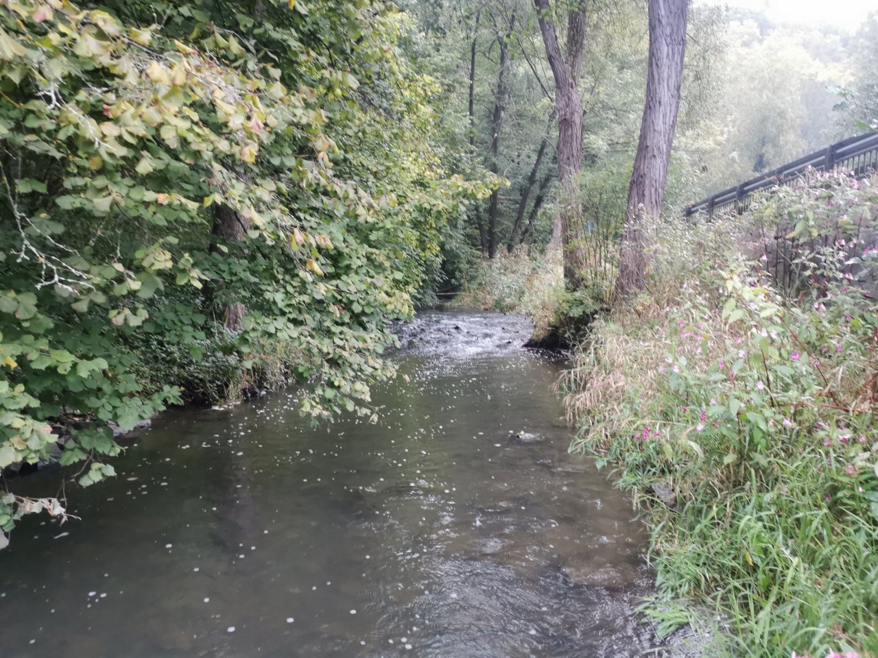 Ka��k nad Hostim�