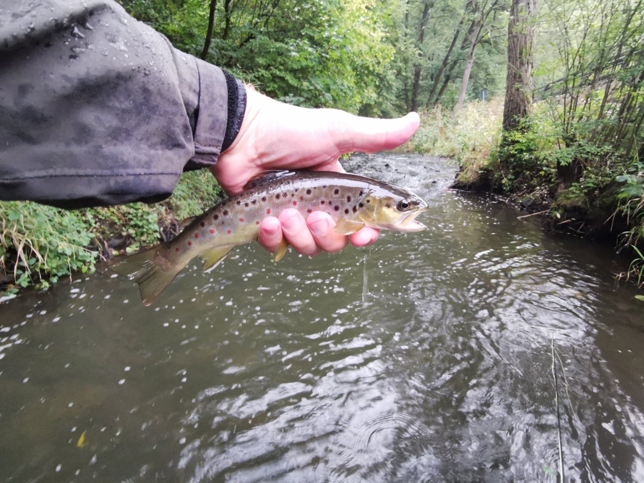 Ka��k nad Hostim�