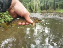 Kačák nad Hostimí