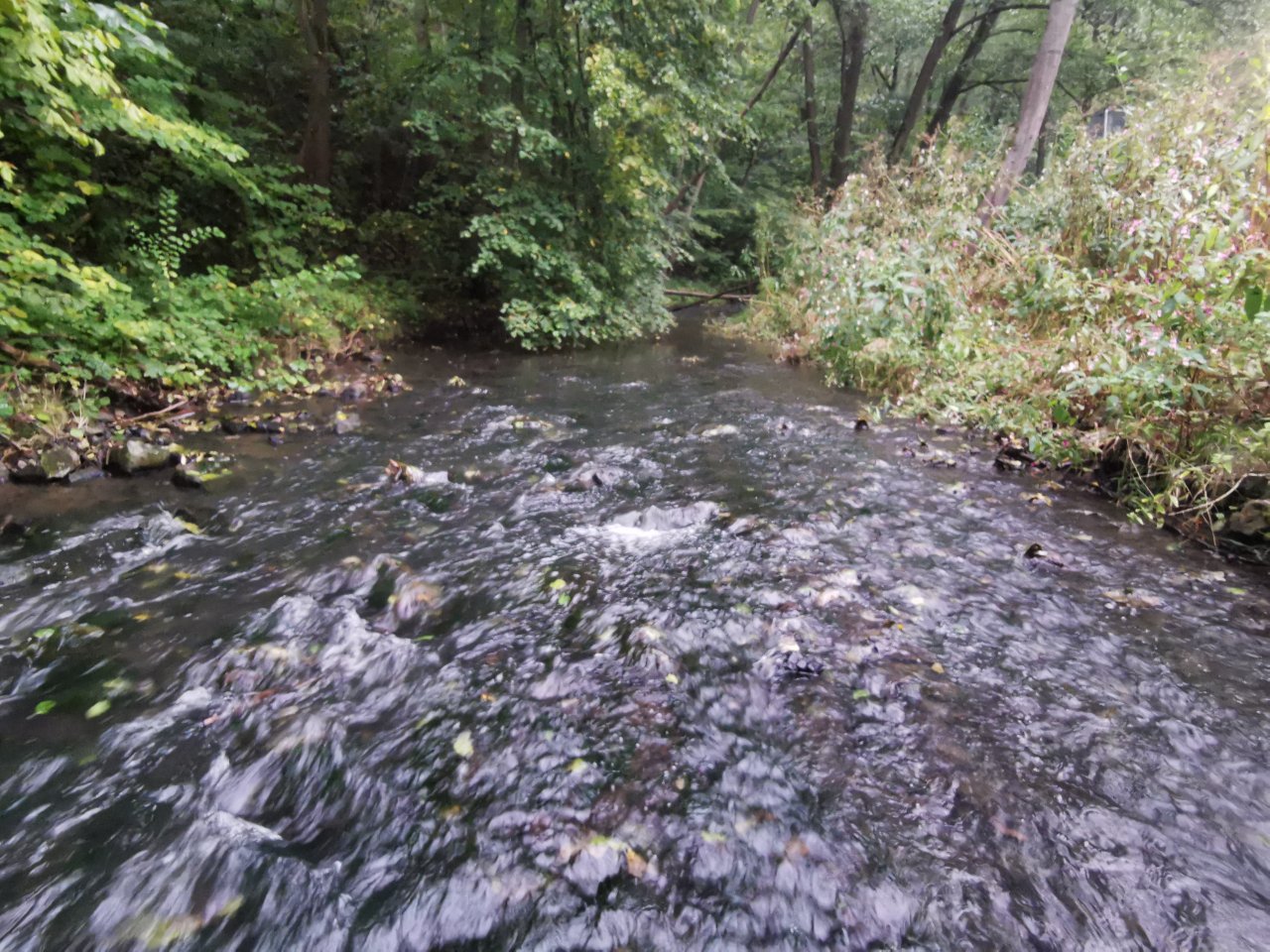 Ka��k nad Hostim�