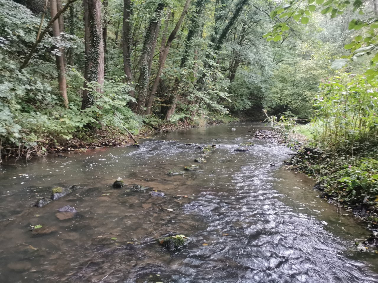 Ka��k nad Hostim�