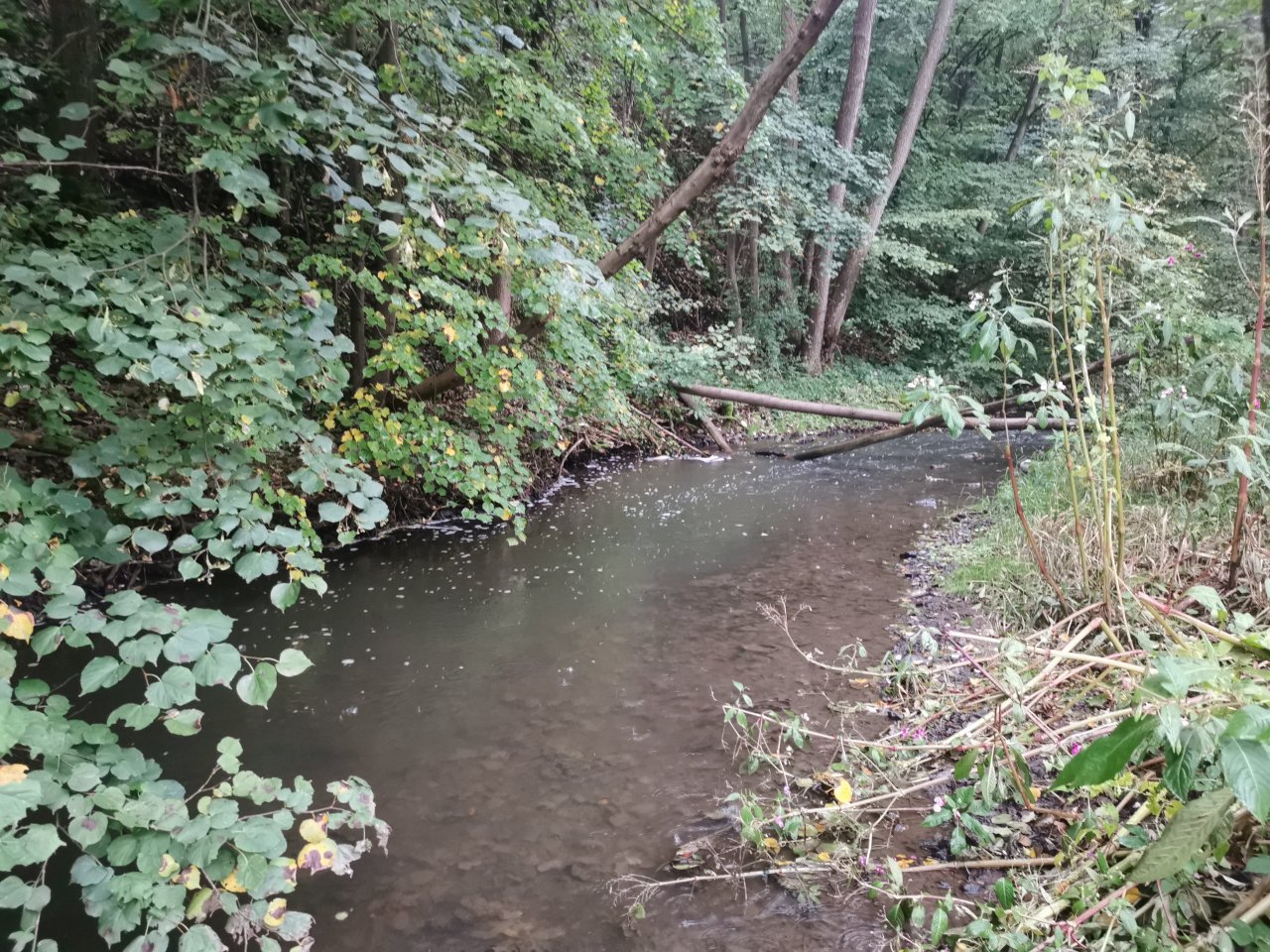 Ka��k nad Hostim�