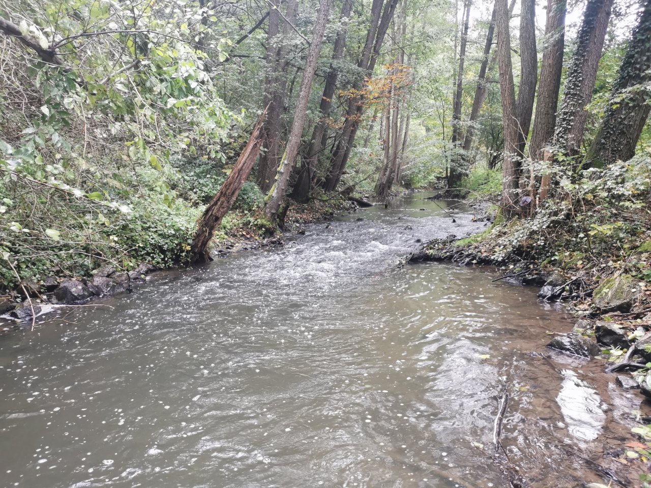 Ka��k nad Hostim�