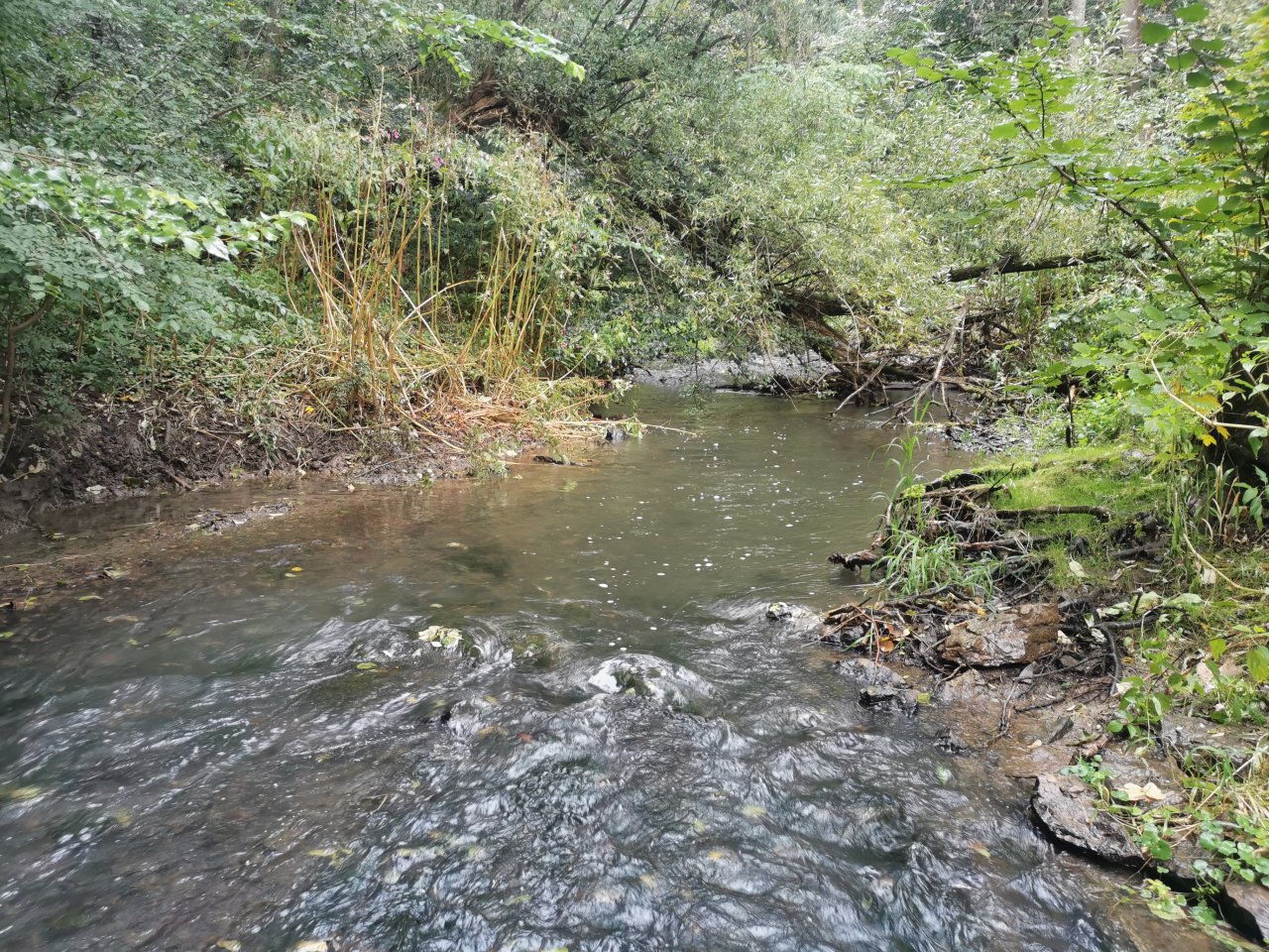 Ka��k nad Hostim�