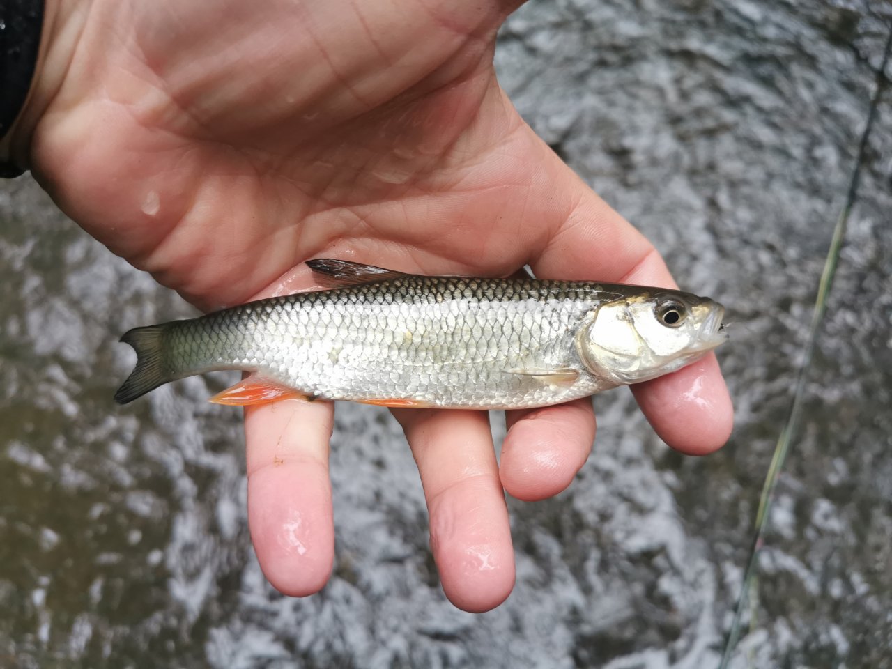 Ka��k nad Hostim�