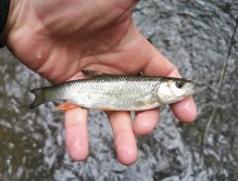 Kačák nad Hostimí