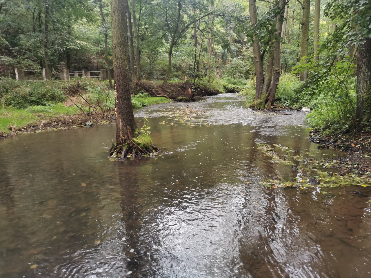 Ka��k nad Hostim�