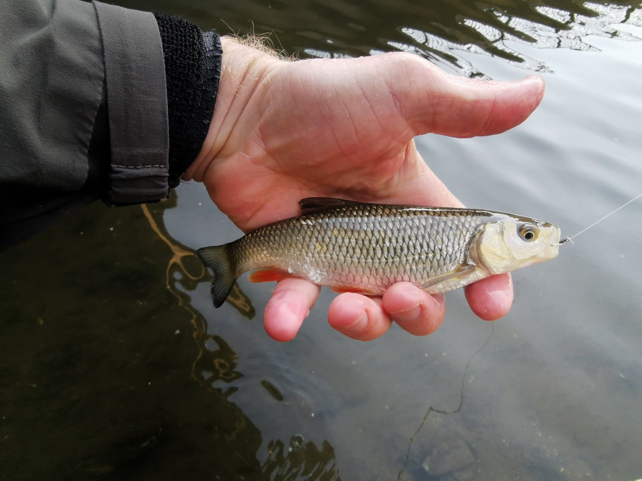 Boti� v Praze Z�b�hlic�ch